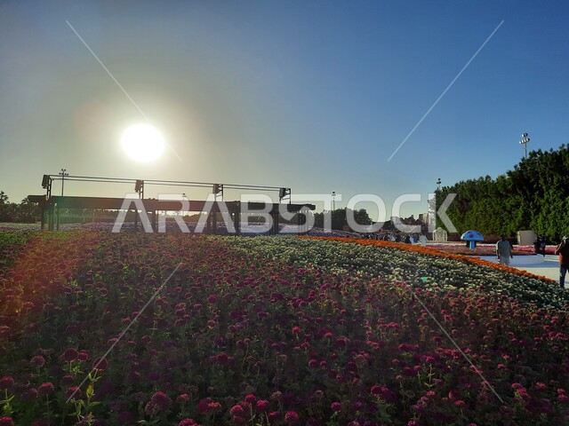 الحفاظ على البيئة والتنمية المستدامة، وجهه عائلية بيئية ثقافية وترفيهية، سجادة الأزهار الملونة في مهرجان الورود والحدائق، معارض ومهرجانات طبيعية سياحية في المملكة العربية السعودية، الديكورات والتصاميم في حديقة المناسبات بمدينة ينبع الصناعية