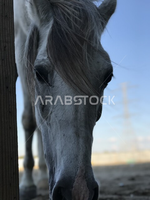 مزارع تدريب وترويض الجياد، تربية الحيوانات الأليفة والاعتناء بها، صورة مقربة لوجه فرس ابيض عربي اصيل، شغف الفروسية وهواية ركوب الخيل في السعودية، محميات طبيعيه لتربيه الأحصنة، توارث حب وعشق الخيل السعودي