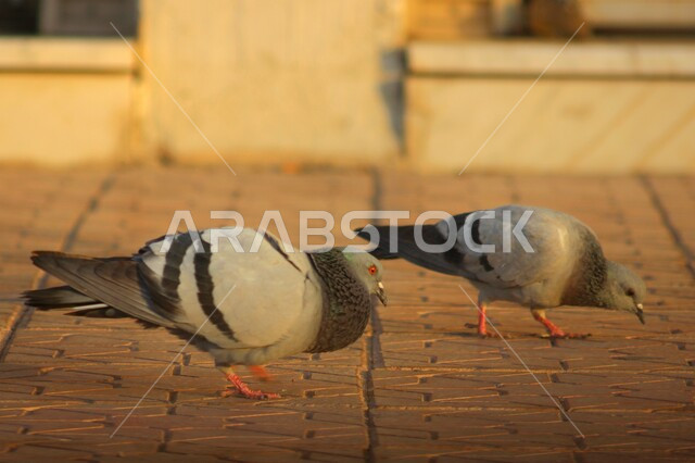 الاهتمام والعناية بالطيور، صورة مقربة لزوج من الحمام رمادي اللون في ساحة المسجد النبوي الشريف في المدينة المنورة، أماكن ومعالم دينية إسلامية مقدسة في المملكة العربية السعودية
