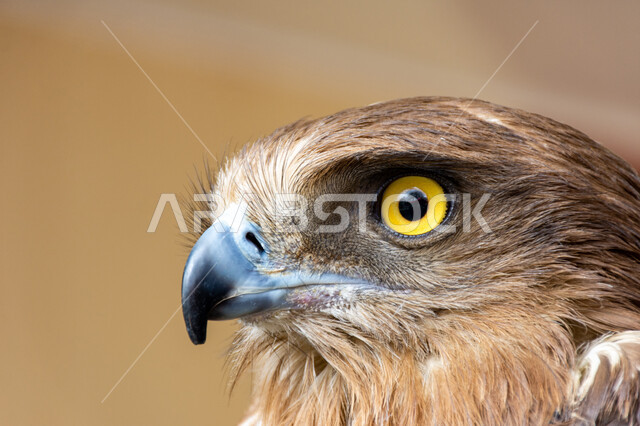 ترسيخ القيم والعادات العربية الأصيلة, صورة مقربة لطائر الصقر, فن ترويض الطيور المفترسة, التمسك بإرث الأجداد في تربية الطيور عبر الأجيال، الاهتمام بتدريب الطيور الجارحة، حدة بصر الصقور