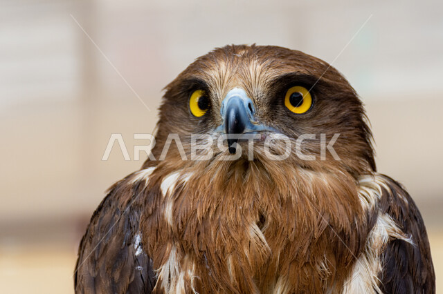 الاهتمام بتدريب الطيور الجارحة، فن ترويض الطيور المفترسة, ترسيخ القيم والعادات العربية الأصيلة, صورة مقربة لطائر الصقر, التمسك بإرث الأجداد في تربية الطيور عبر الأجيال، حدة بصر الصقور