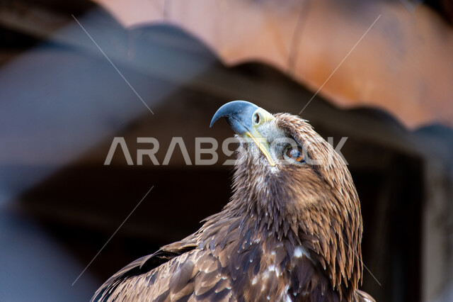 تدريب الحيوانات المفترسة في إحدى المحميات الطبيعيه، الفخر بالتراث السعودي العريق في تربيه وترويض الطيور الجارحة، صورة مقربة لطائر الصقر، إقامة نادي الصقور في موسم الصيد السنوي في المملكة العربية السعودية