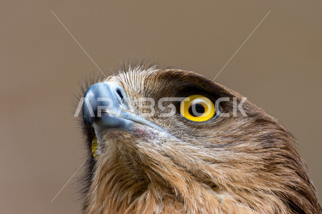 رحلات الصيد في المملكة العربية السعودية، تربية وتدريب الطيور الجارحة، صورة مقربة لطائر الصقر، فن ترويض الطيور المفترسة، صقر مفترس ذو نظر ثاقب حاد، ترسيخ القيم والعادات العربية الأصيلة