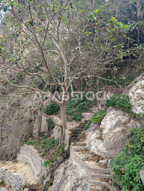 التشكلات الصخرية والمدرجات الزراعية في السعودية، المباني السكنية والبيوت على القمم والمرتفعات الجبلية في محافظة فيفاء، الأشجار والنباتات الخضراء على سفوح الجبال في مدينة جازان، خلفية الطبيعة