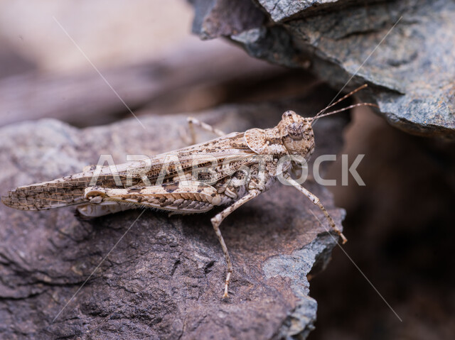الحياة البرية والحشرات الصغيرة في صحراء جدة، البيئة الطبيعة في المملكة العربية السعودية، حشرة الجندب في المناطق الصحراوية، صورة مقربة لجرادة بنية على غصن شجرة