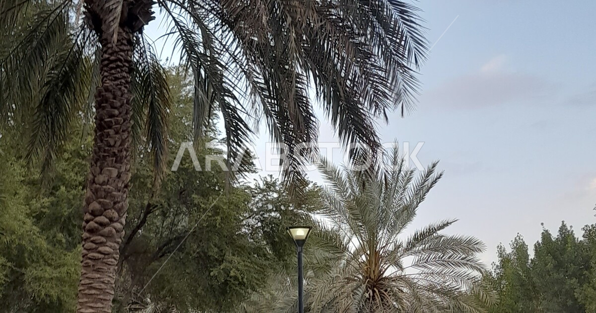 Planting trees in public areas and facilities in the city of Riyadh ...