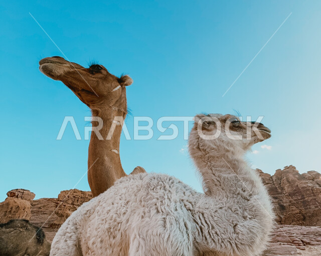  جمليين عربيين اصيليين في النهار، محميات طبيعية برية للعناية بالجمال والابل في المناطق الصحراوية، مفهوم الاهتمام بتربية الجمال ورعاية المواشي والثدييات في المملكة العربية السعودية 