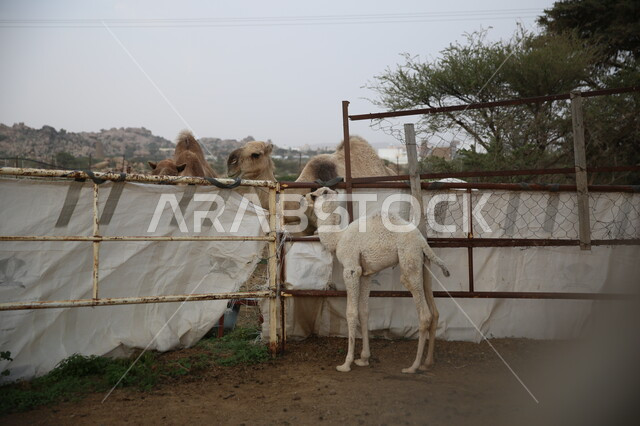محميات طبيعية برية للعناية بالابل، مفهوم الاهتمام بتربية الجمال ورعاية المواشي والثدييات في المملكة العربية السعودية، منظر السماء والكثبان الرملية، الأشجار الخضراء والنباتات في الأماكن الصحراوية