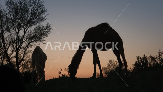 محميات طبيعية برية للعناية بالابل، مفهوم الاهتمام بتربية الجمال ورعاية المواشي والثدييات في المملكة العربية السعودية، الأشجار الخضراء والنباتات في الأماكن الصحراوية، منظر السماء والكثبان الرملية في وقت الغروب