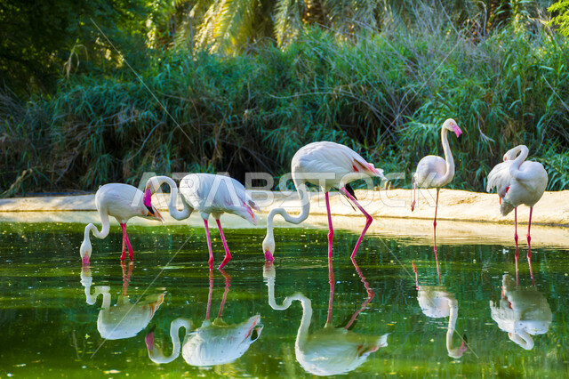 الاستمتاع بالتنزه في حديقة الحيوانات، منظر انعكاس الفلامينغو على سطح البحيرة المائية، مجموعة من طائر النحام الوردي وسط بركة الماء في النهار، الاشجار والنباتات الخضراء، محميات طبيعية للعناية بالطيور البرية في المملكة العربية السعودية