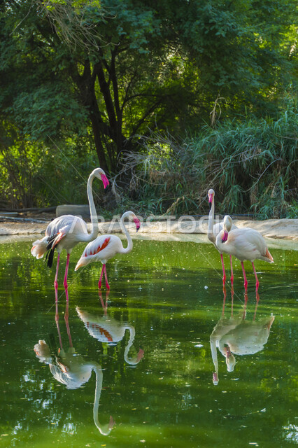 الاشجار والنباتات الخضراء، محميات طبيعية للعناية بالطيور البرية في المملكة العربية السعودية، الاستمتاع بالتنزه في حديقة الحيوانات، منظر انعكاس الفلامينغو على سطح البحيرة المائية، مجموعة من طائر النحام الوردي وسط بركة الماء في النهار