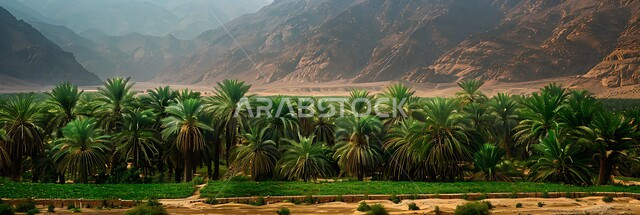 محميه طبيعيه لزراعة اشجار النخل في النهار، حقول واراضي زراعيه، منتج عربي محلي وطني، محصول التمر والرطب السعودي، صورة جوية لمزارع النخيل الخضراء في المملكة العربية السعودية