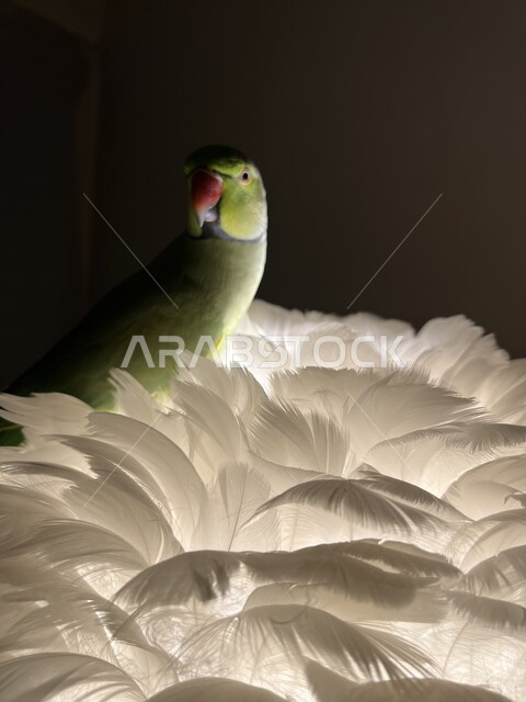 تربية الطيور الأليفة في المنازل, عصفور أخضر اللون يقف على الريش الأبيض, رعاية العصافير والحيوانات, الاهتمام بعصافير الزينة 