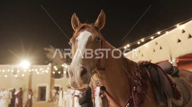 مشاركة الخيول في المناسبات والأعياد في المملكة العربية السعودية, صورة مقربة لخيل بني عربي أصيل, مفهوم تربية ورعاية الجياد, توراث حب الأحصنة من الأجداد, الأحياء الشعبية القديمة