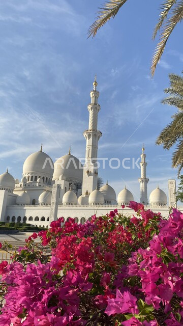 Islamic holy places, Islamic style architecture, famous landmarks of Abu Dhabi, Sheikh Zayed Grand Mosque in the United Arab Emirates, close-up of purple bougainvillea flowers