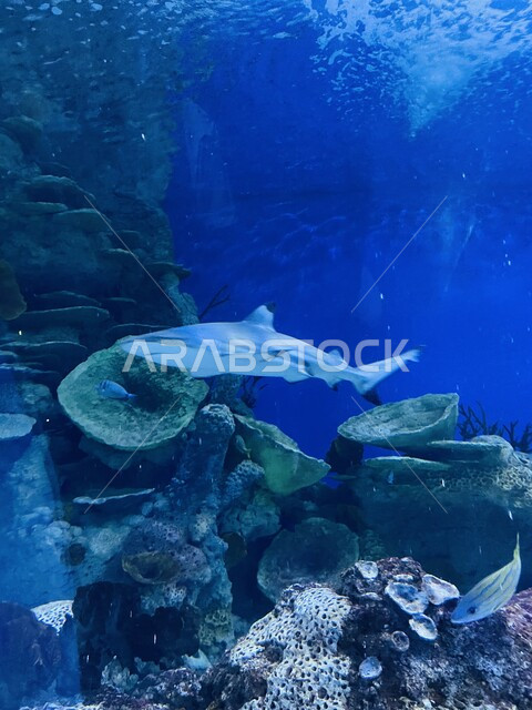 وجهة التعليم والترفيه وعرض عجائب البيئة المائية في البحر الأحمر، الشعاب المرجانية الملونة في اعماق بحار فقسيه اكواريوم في جدة، الثروة السمكية والاسماك البحرية والنباتات المائية في المتحف المائي في المملكة العربية السعودية, محمية طبيعية بحرية