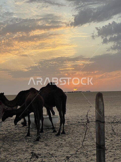 تربية حيوان الجمل ورعاية المواشي والثدييات في المملكة العربية السعودية، الكثبان الرملية الناعمة، مجموعه من الجمال تقوم بتناول غذائها في إحدى المحميات الطبيعية البرية وقت غروب الشمس, العناية و الاهتمام بالابل