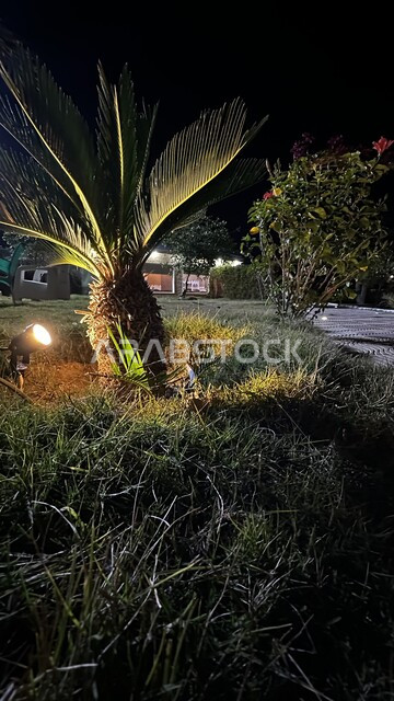 أماكن وحدائق للتنزه وقضاء وقت ممتع، أشجار النخيل الخضراء في المملكة العربية السعودية، النباتات والأعشاب الطبيعية، الأواء الهادئة في الليل