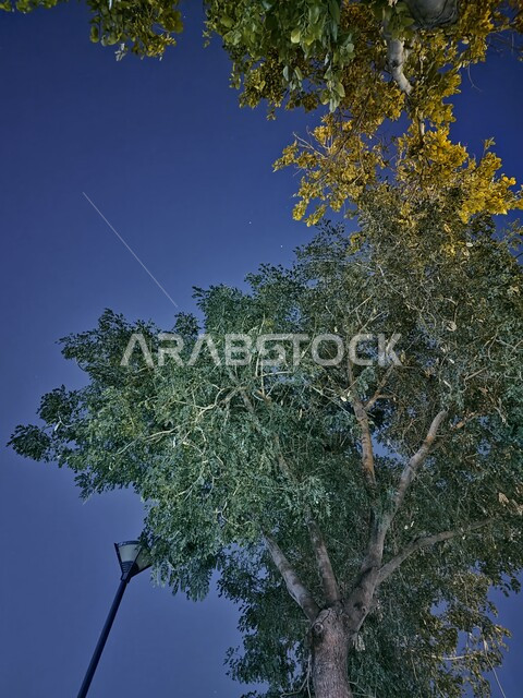 أماكن وحدائق للتنزه وقضاء وقت ممتع في المملكة العربية السعودية، صورة من الأسفل للأشجار الخضراء في حديقة السلام في الرياض، النباتات والأعشاب الطبيعية، مشهد السماء الزرقاء