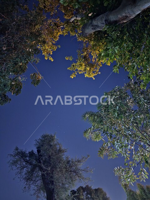 أماكن وحدائق للتنزه وقضاء وقت ممتع في المملكة العربية السعودية، صورة من الأسفل للأشجار الخضراء في حديقة السلام في الرياض، النباتات والأعشاب الطبيعية، مشهد السماء الزرقاء