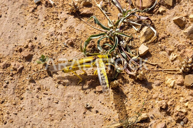 Grasshopper insect in desert areas, wildlife and small insects in the desert, natural environment in the Kingdom of Saudi Arabia, close-up of a locust on a sand dune