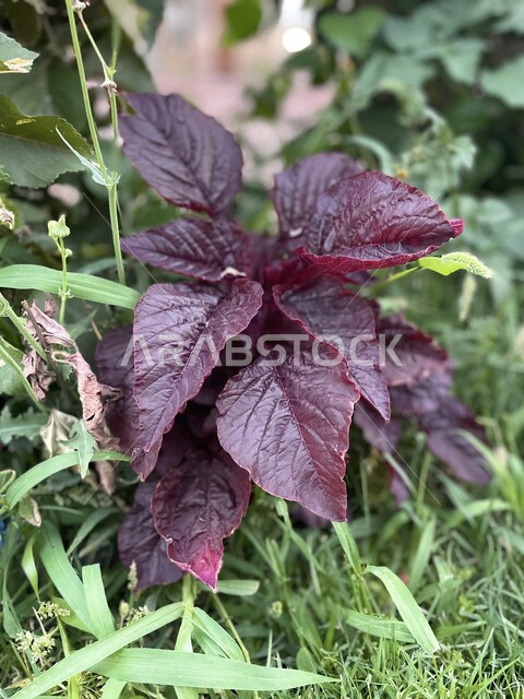 Taif Roses Saudi Taif rose farms, nature in the Kingdom of Saudi Arabia, cultivation of ...