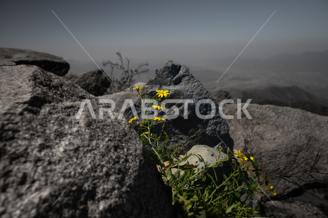 التضاريس في القمم والمرتفعات الجبلية, صورة مقربة لزهرة صفراء بين الصخور في جبال الهدا في مدينة الطائف, معالم وأماكن سياحية في المملكة العربية السعودية, السياحة في المناطق المرتفعة