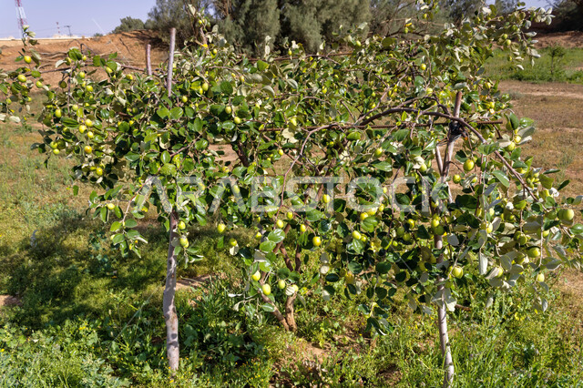 أشجار الزيتون المثمرة في أراضي وحقول محافظة مرات في مدينة الرياض في المملكة العربية السعودية, أوراق الزيتون الخضراء, منتجات ومحاصيل زراعية وطنية محلية, مأكولات وأطعمة صحية مفيدة, موسم الحصاد السعودي