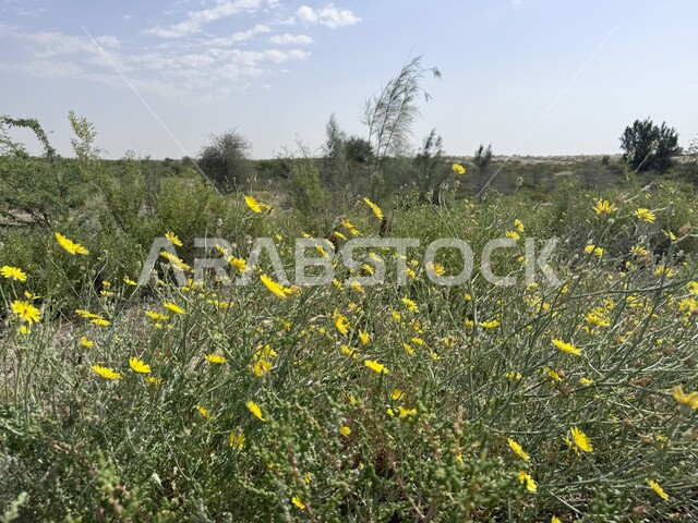 الاهتمام بزراعة النباتات في الحدائق والمنتزهات، الورود الصفراء الطبيعية المتفتحة في الاحساء، صورة مقر بة لحقل من الأزهار، المناظر الطبيعية في المملكة العربية السعودية