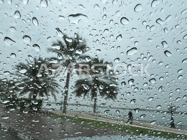 منظر اشجار النخيل والنباتات الخضراء الطبيعية اثناء هطول الامطار، قطرات المياه المتساقطة على العدسة، الاجواء الشتوية باردة، خلفية الطبيعة