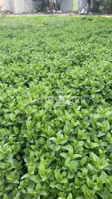 المروج والنباتات الخضراء في مدينة الطائف, الحدائق والمنتزهات في المملكة العربية السعودية, أماكن السياحة وقضاء الوقت الممتع, الاستمتاع بالمناظر الطبيعية في النهار