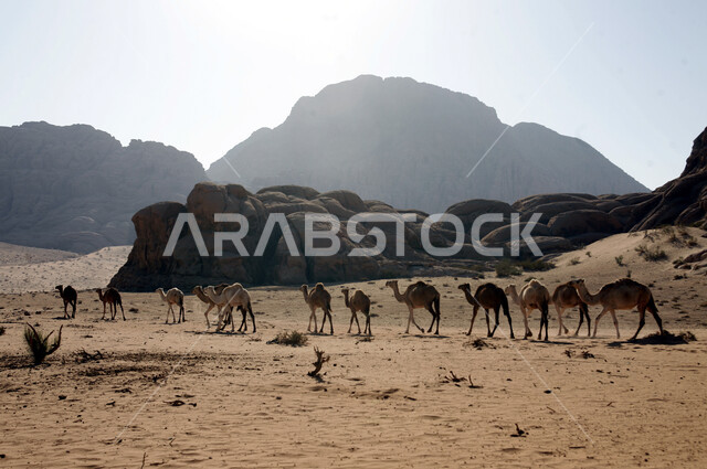 Rock formations and formations in the desert, a herd of camels walking in a natural reserve in desert areas, the concept of raising and caring for camels in the Kingdom of Saudi Arabia, the mountainous nature in the deserts of the peninsula, mountains, sand dunes and highlands