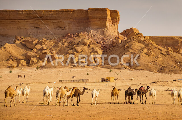 التكوينات والتشكيلا الصخرية في الصحراء، قطيع من الجمال يسير في محمية طبيعية بالمناطق الصحراوية، مفهوم تربية ورعاية الابل في المملكة العربية السعودية، الطبيعة الجبلية في صحاري شبه الجزيرة، الجبال والكثبان الرملية والمرتفعات