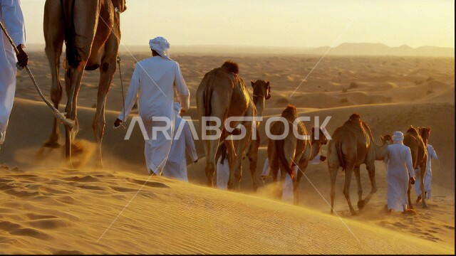 مفهوم تربية ورعاية الابل في المملكة العربية السعودية، قافلة من الجمال مع المدربين يسيرون في محمية طبيعية بالمناطق الصحراوية، الطبيعة الجبلية في صحاري شبه الجزيرة، الجبال والكثبان الرملية والمرتفعات