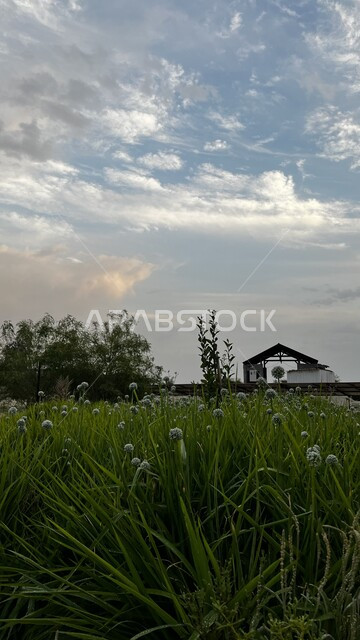 المناظر الطبيعية المتميزة، صورة مقربة لللأعشاب والنباتات الخضراء والازهار في مزارع مدينة الاحساء، منظر الغيوم في السماء، الطبيعة الخصبة في المملكة العربية السعودية