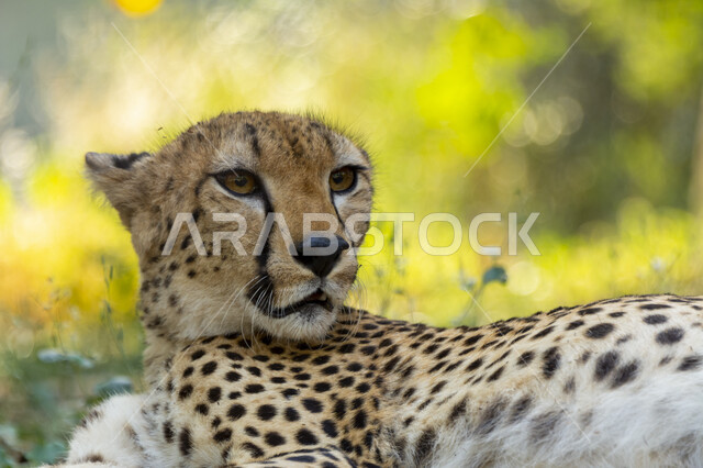  الحيوانات البرية المفترسة، محميات طبيعية لتربية ورعاية الثدييات، حدائق الحيوان في المملكة العربية السعودية، حيوان النمر المنقط يستلقي على الارض، خلفية الطبيعة