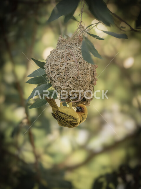 محمية طبيعية لتربية الطيور في المملكة العربية السعودية، حدائق الحيوان والمحميات البرية لرعاية العصافير والحيوانات، طائر الحباك الملون يقف على غصن شجرة يقوم بنسج عش من سعف النخيل في وقت النهار