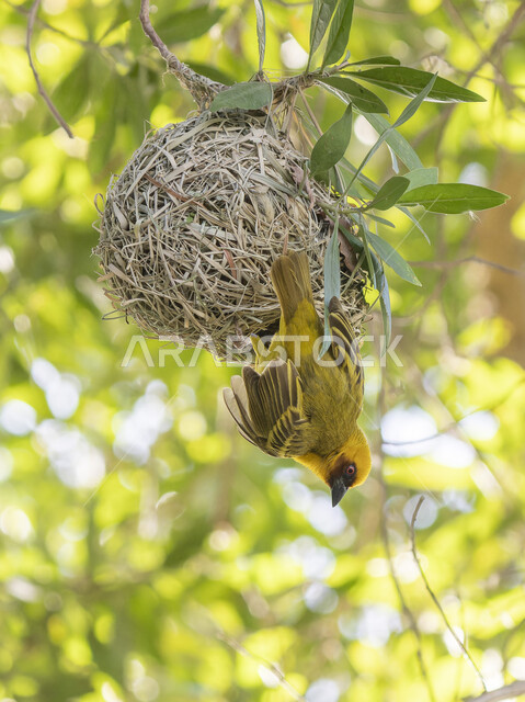 حدائق الحيوان والمحميات البرية لرعاية العصافير والحيوانات، طائر الحباك الملون يقف على غصن شجرة يقوم بنسج عش من سعف النخيل في وقت النهار، محمية طبيعية لتربية الطيور في المملكة العربية السعودية            