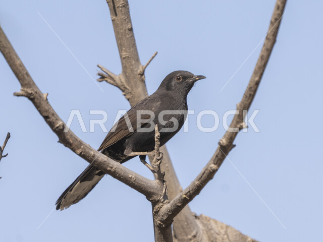 طائر أبو حناء الأحراش يقف على غصن شجرة، تربية الطيور البرية في الحدائق والمحميات الطبيعية، عصفور الروبن الأسود، خلفية السماء الزرقاء