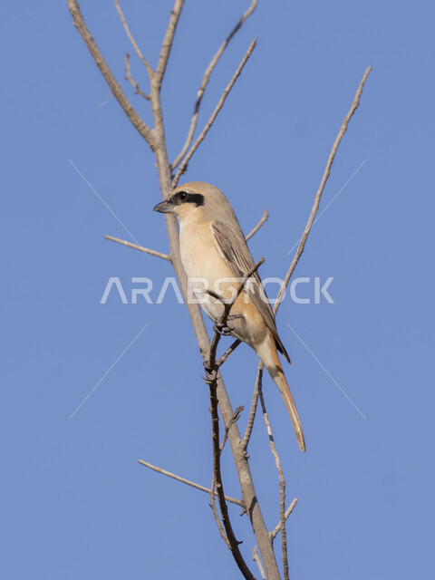 رعاية الطيور البرية في الحدائق والمحميات، طائر الصرد أحمر الظهر يقف على غصن شجرة في وقت النهار، محمية طبيعية في جدة بالمملكة العربية السعودية            