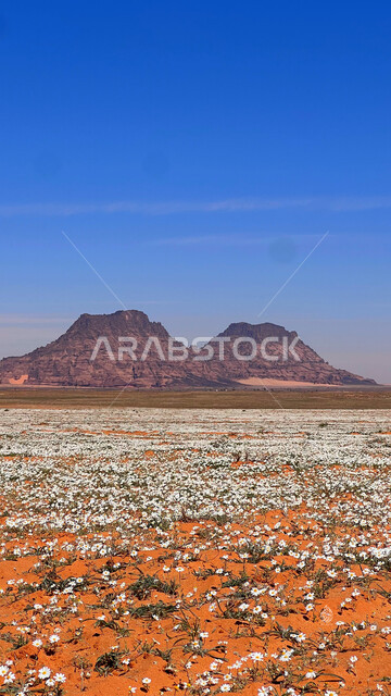 القمم و المرتفعات الجبلية ,الزهور البيضاء المتفتحة في الأجواء الربيعيه في حقول منطقة حائل في وقت النهار, الاستمتاع في المناظر الطبيعيه في المملكة العربيه السعودية, خلفية الطبيعه