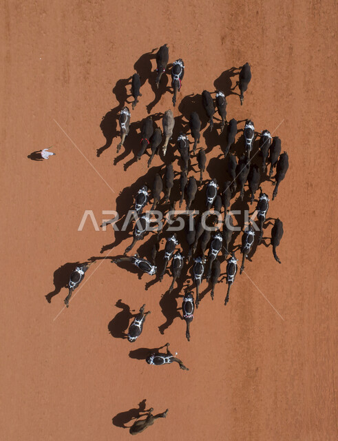The concept of raising and caring for livestock herds within natural reserves in the Kingdom of Saudi Arabia, an aerial photo of a group of camels crowding together in the desert.