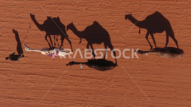 المحميات الطبيعية في المملكة العربية السعودية، صورة جوية لمجموعة من الجمال تسير خلف الراعي في الصحراء، انعكاس ظل الإبل على الرمال، مفهوم تربية المواشي