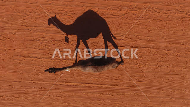 مفهوم تربية المواشي في المحميات الطبيعية، انعكاس ظل الإبل على الرمال في المملكة العربية السعودية، صورة جوية لجمل يسير في الصحراء، المناطق الطبيعية الصحراوية