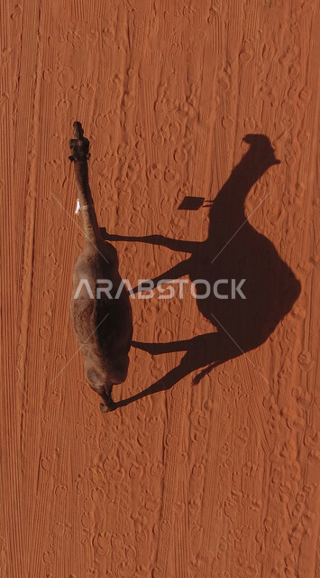تربية المواشي في المحميات الطبيعية، انعكاس ظل الإبل على الرمال، الطبيعة الصحراوية في السعودية، صورة جوية لجمل يسير في صحراء المملكة العربية السعودية