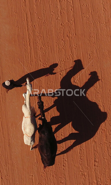 انعكاس ظل الإبل على الرمال في المملكة العربية السعودية، المناطق الطبيعة الصحراوية، مفهوم تربية المواشي في المحميات الطبيعية، صورة جوية لجملين يسيران في المناطق الصحراوية بجانب الراعي