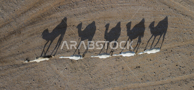 Shadow reflection on the sand in desert areas, an aerial photo of a group of camels walking in the Saudi desert, the concept of raising camels and livestock