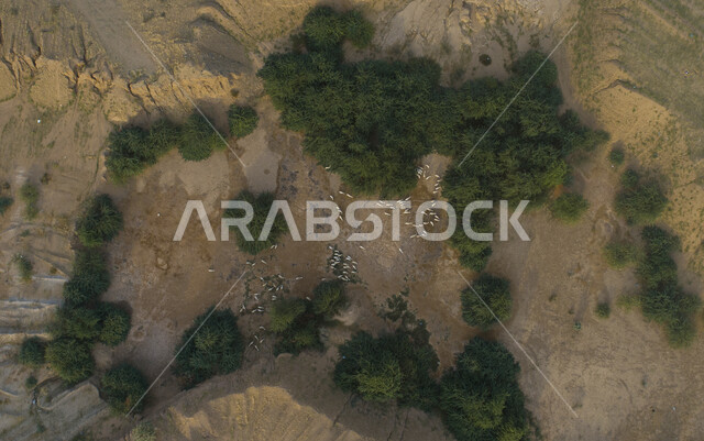 محمية طبيعية لتربية الأغنام في المملكة العربية السعودية، رعاية الحيوانات والمواشي في المناطق البرية, صورة علوية عامودية لمجموعة من حيوان الماعز بين الأشجار  في إحدى الأراضي الخليجية