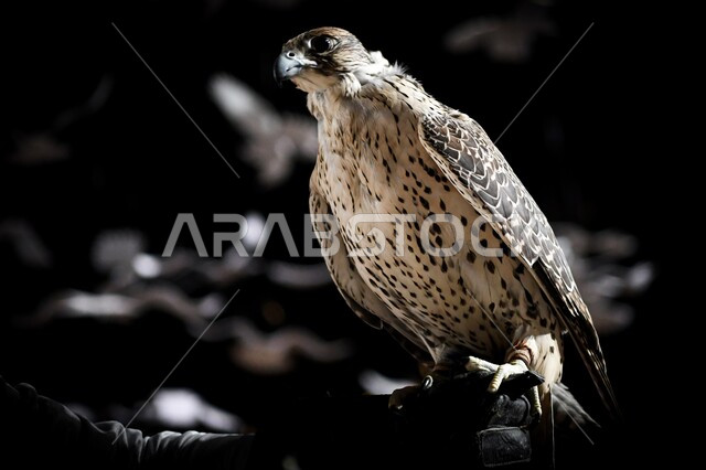 الفخر بالتراث السعودي العريق في تربية طائر الصقر، صورة مقربة لطائر الصقر في إحدى المحميات الطبيعيه، رمز القوة والتحدي وحدة البصر، ترويض وتدريب الطيور الجارحة والمفترسة، إقامة نادي الصقور في موسم الصيد السنوي في المملكة العربية السعودية