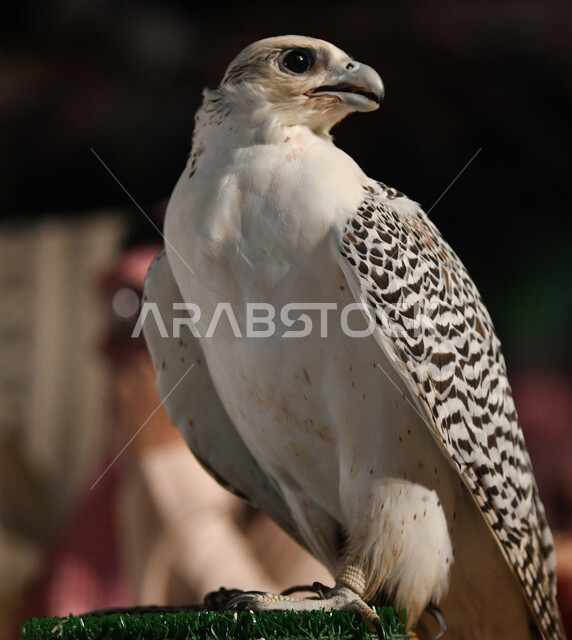  ترويض وتدريب الطيور الجارحة والمفترسة، إقامة نادي الصقور في موسم الصيد السنوي في المملكة العربية السعودية، الفخر بالتراث السعودي العريق في تربية طائر الصقر، صورة مقربة لطائر الصقر في إحدى المحميات الطبيعيه، رمز القوة والتحدي وحدة البصر